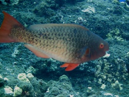 60 Redlip Parrotfish IMG 2261.JPG
